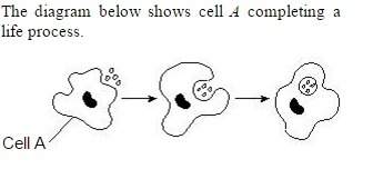 "cell a performs functions similar to the tissues and systems in complex, multicellular organisms. t