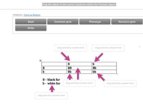 59point drag the labels to the correct locations within the punnett sqaure.black