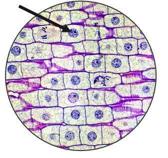 Which structure is the arrow pointing to?  what is the function of this organelle?