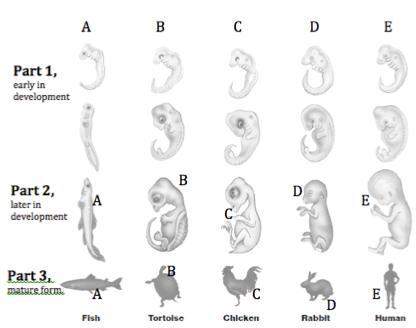 The image shows what type of evidence for evolution. select one:  a. comparative b