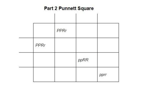 Can someone me with punnett squares? biology imagine that you are crossing two plants