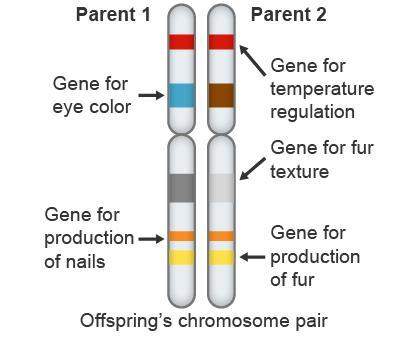 Use the diagram to answer the question. which genes have the same alleles? check all th
