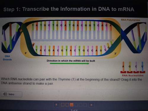 Which rna nucleotide can pair with the thymine (t) at the beginning of the strand drag it into the d