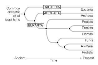 Examine this diagram and determine which of the following is true.  bacteria are t