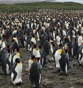 These penguins are all members of the species aptenodytes patagonicus.*picture bel