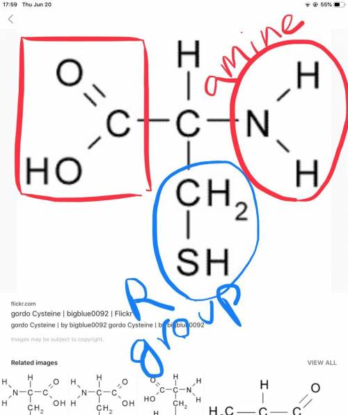 This is the amino acid cysteine. circle the amine group, put a box aroundthe carboxylic acid group a