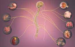 The  nervous system is responsible for our fight-or-flight response.a.autonomicb.parasympatheticc.so