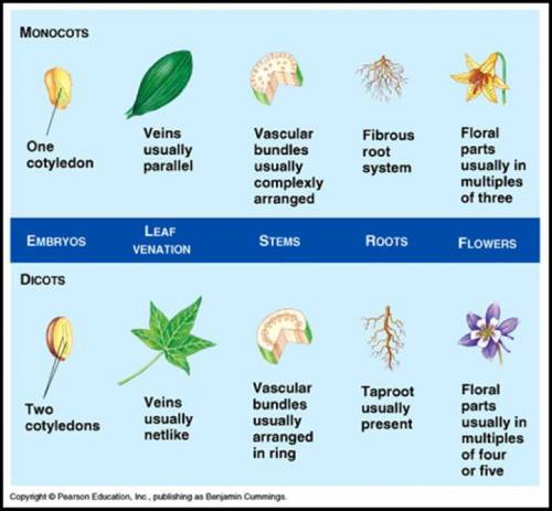 Adifference between monocot and dicot angiosperm flowers that can  identify them is that dicots a. g