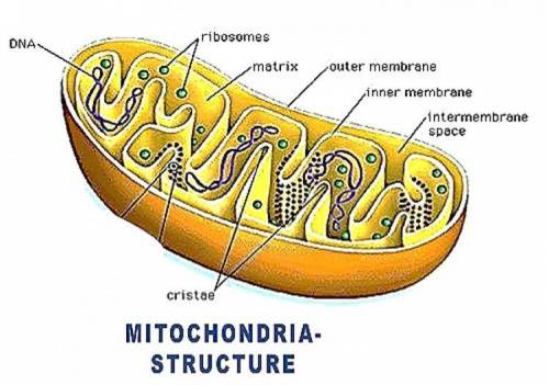 What is the space in the middle of the mitochondria called?