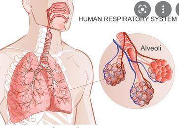 Which of the following best describes what alveoli are?  a. they are the smallest tubes in the respi