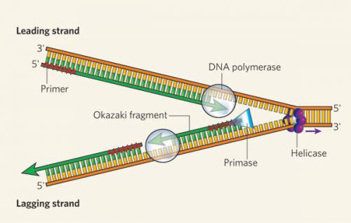 What is true about the lagging strand during dna replication