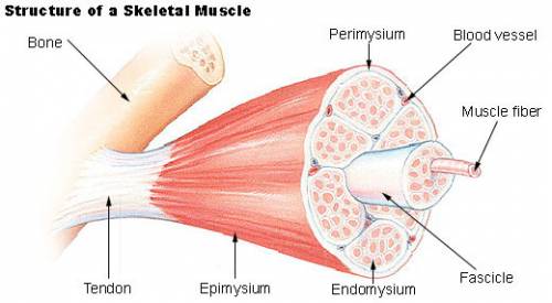 Abundle of muscle fibers bound together by connective tissue