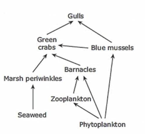 What a marine ecosystem food web look like?