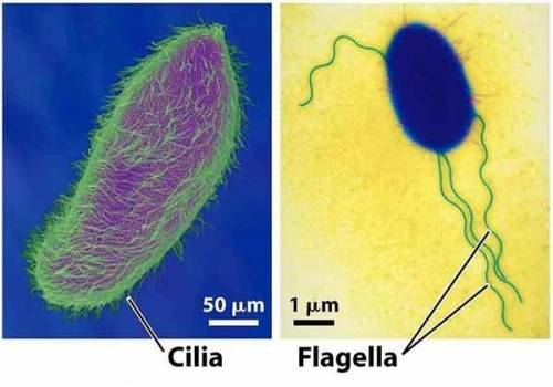 (with these 2 questions, will give brainliest ) asking about labeling structures, cilia or flagella,