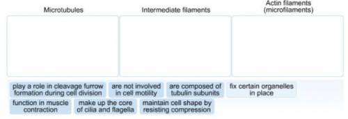 Classify each description as being a characteristic of microtubules, intermediate filaments, or acti