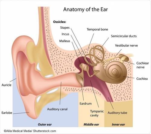 The bony, spiral-shaped, fluid-filled sense organ used for hearing is the