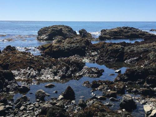 How does the physical environment in a tide pool change between the tides