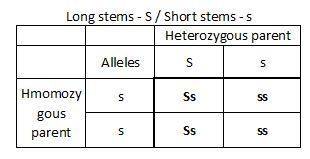 Atobacco plant is heterozygous for the genes for long stems (ss), large leaves (ll), and fibrous roo