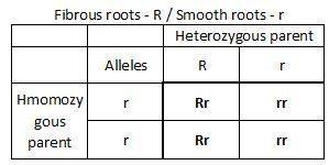 Atobacco plant is heterozygous for the genes for long stems (ss), large leaves (ll), and fibrous roo