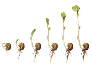 What is germination ?  give what of this question.