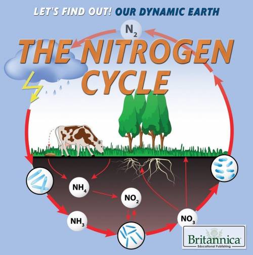 What happens to most of the nitrogen in a plant when the plant dies?