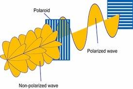 Light that has passed through a polarizing filter is called polarized light. t f
