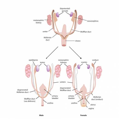 What are the specialized structures in the body that produce sex cells