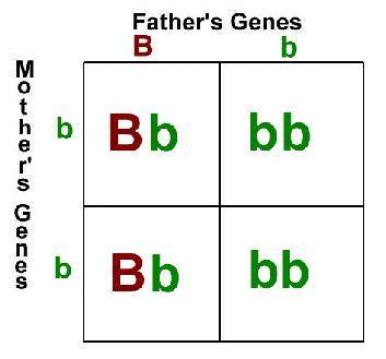 What do the sides of a punnett square represent?