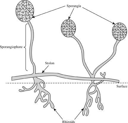 Which of the following correctly describes the relationship between the stolon and hyphae in fungi?