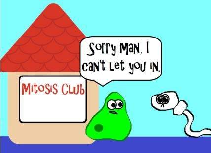 Mitosis is done by your body cells. this cartoon illustrates an exception. what types of cells do no