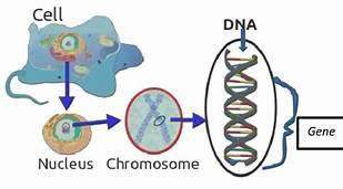 Easy  describe the difference between a gene, a chromosome, and dna  gene: