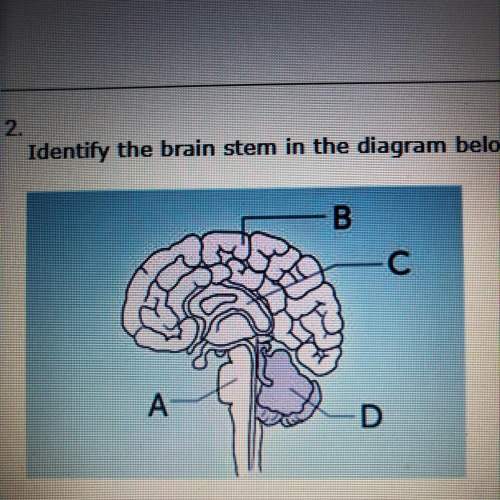 Identify the brain stem in the diagram below! answer for extra  1)c 2)a