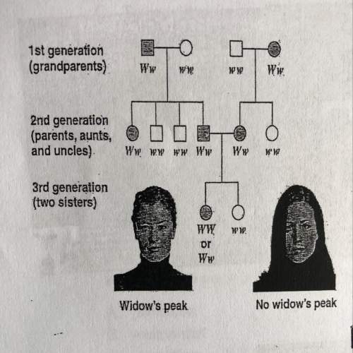 Based on the pedigree above what is the probability of a 2nd or 3rd generation female having a widow