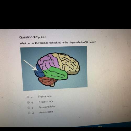 What part of the brain is highlighted in the diagram below