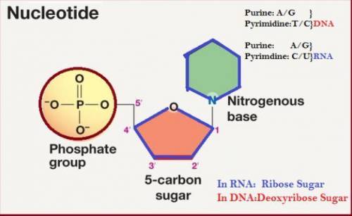 It contains a phosphate group for every nucleotide.  a.dna  b.rna  c.both dna and rna  d.neither dna