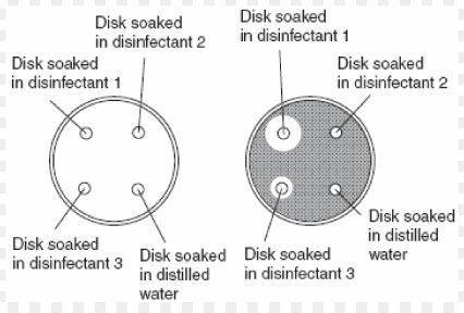 Astudent placed a disk of filter paper in each of the following solutions:  disinfectant 1, disinfec