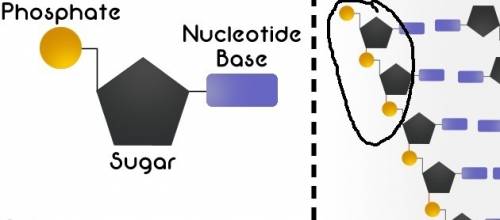 The backbone of dna (i.e., sides of the dna ladder) consists of