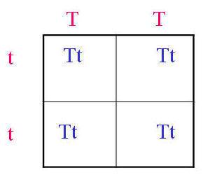 Atall pea plant (tt) is crossbred with a short pea plant (tt). the punnett square below shows the se