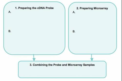 Complete the flowchart to show the steps required to analyze gene activity using a microarray. prepa