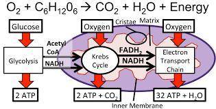 Which of the following correctly describes how a diagram of cellular respiration would differ from a