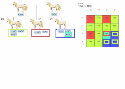 Suppose that in unicorns, two autosomal loci interact to determine the type of tail. one locus contr