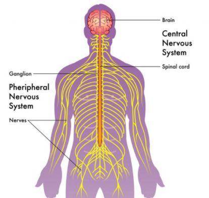 Which of the following parts of the body are involved in the peripheral nervous system?  select all