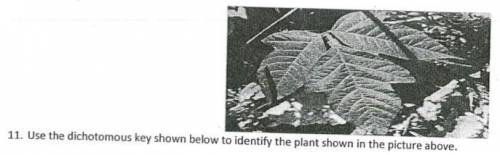 Use the dichotomous key shown below to identify the plant shown in the picture above. 1.a. leaves ha