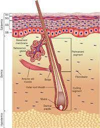 Which layer of epidermis would be gradually shed through bathing?