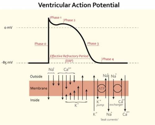 When sodium channels are fully open, the membrane of the ventricular cardiocyte