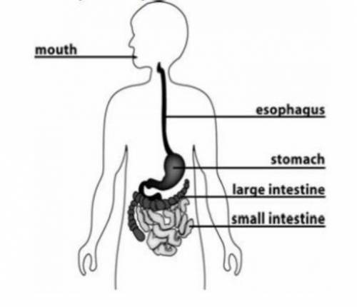Digestion system explain in picture?