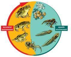 The image depicts the life cycle of an animal. in which class would you classify the org terrestrial