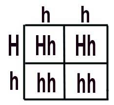 What is a punnett square?  how can it be used to analyze possible genetic outcomes for offspring
