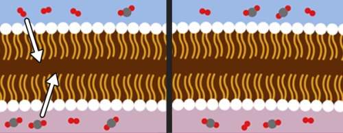 The diagram is a model of one way that materials move across the cell membrane. oxygen molecules are