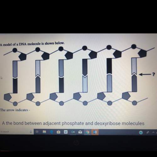 Amodel of a dna molecule is shown below. the arrow a.) the bond between adjacent phosphate and deox